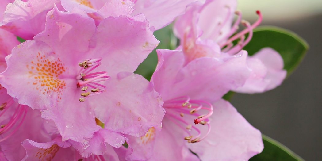 Annual Azalea Festival Comes Back to Valdosta The Spectator