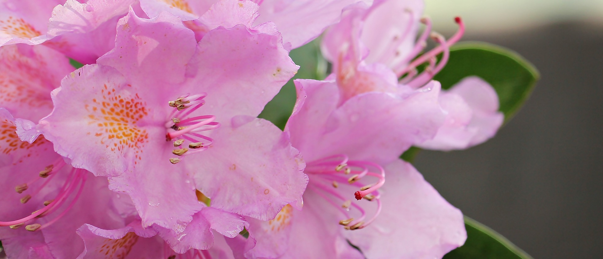 Annual Azalea Festival Comes Back to Valdosta The Spectator
